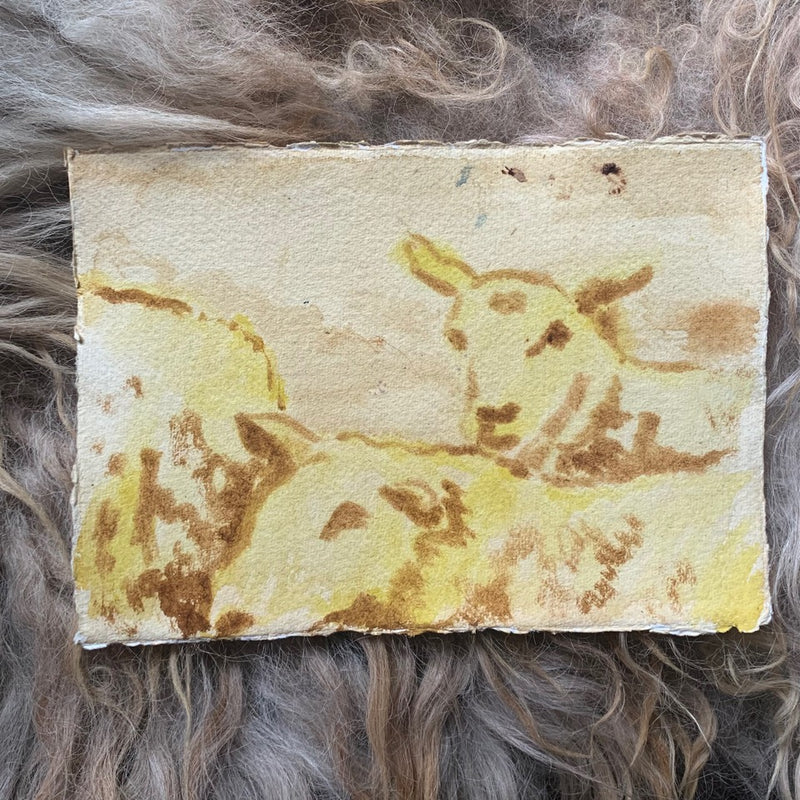 Jason Rosenberg's Sheep