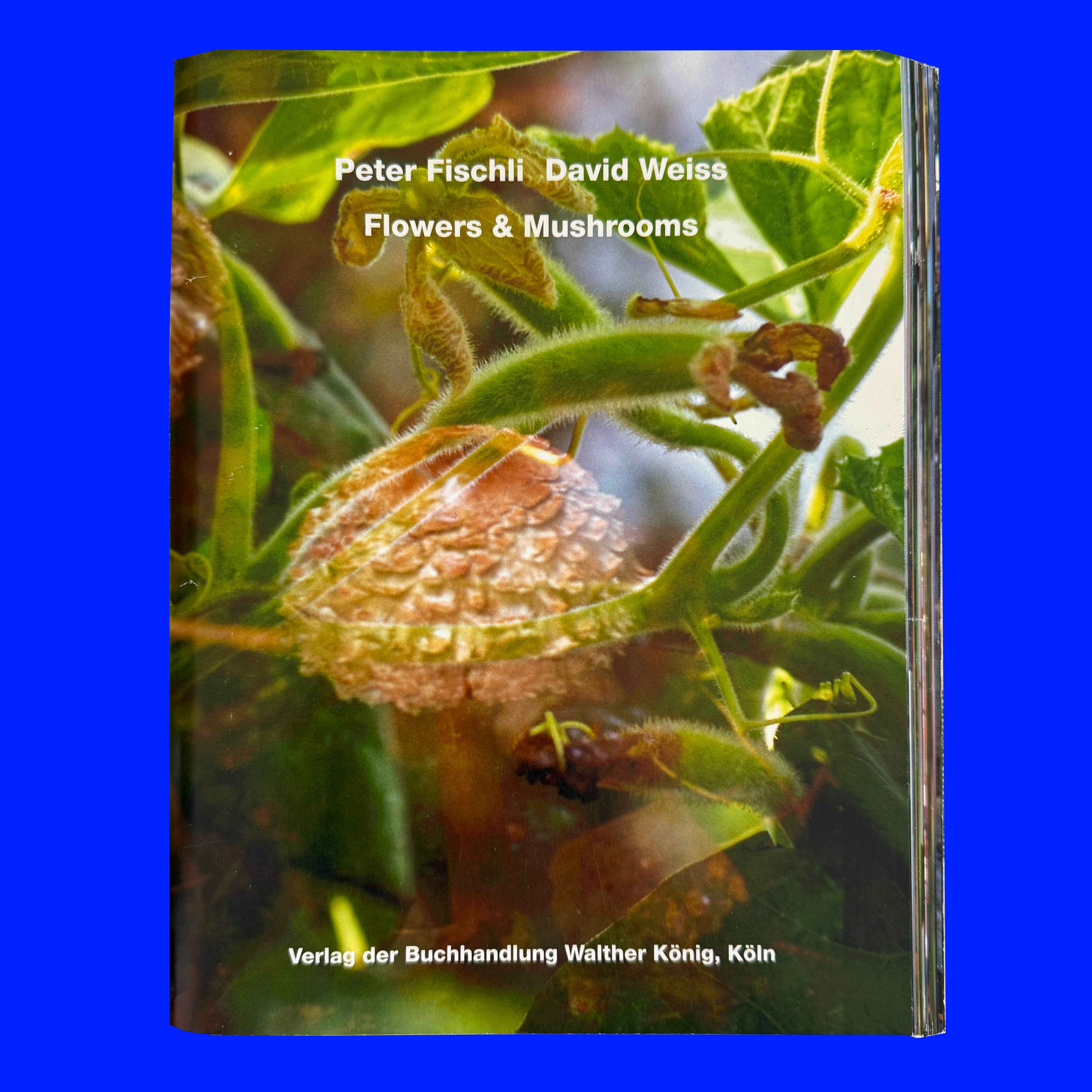 Peter Fischli and David Weiss: Flowers and Mushrooms